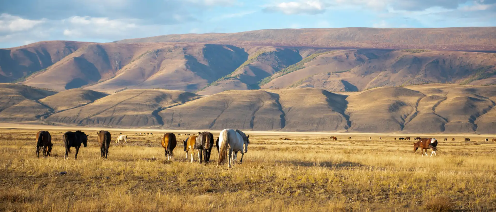 Landschaft in der Mongolei mit Pferden auf einer Stepp. Im Hintergurnd hohen Berge
